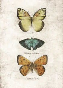Butterflies IV von Mike Koubou