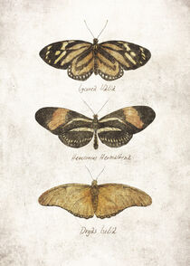 Butterflies V von Mike Koubou