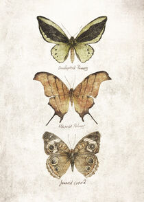 Butterflies VI by Mike Koubou