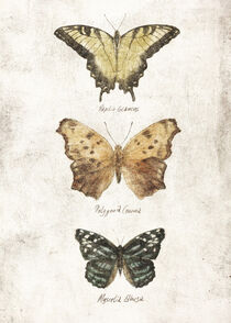 butterflies VIII by Mike Koubou