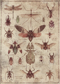 Insects by Mike Koubou