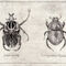 Ornate-goliath-trichogomphus-martabani