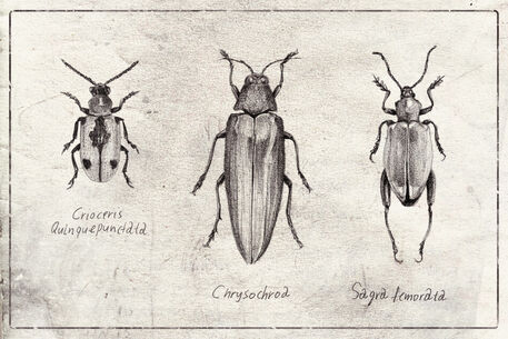 Crioceris-quinquepunctata-chrysochroa-sagra-femorata