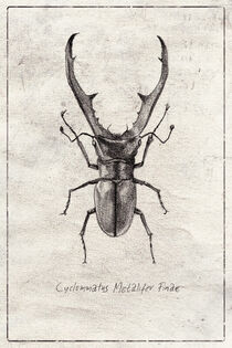 Cyclommatus Metalifer Finae by Mike Koubou