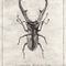 Cyclommatus-metalifer-finae