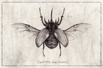 Eupatorus Gracilicornis by Mike Koubou