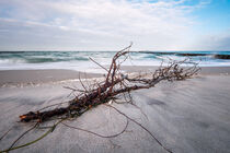 Treibholz an der Küste der Ostsee an einem stürmischen Tag by Rico Ködder