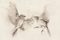 Birds by Mike Koubou