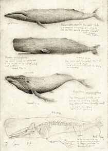 Whales von Mike Koubou
