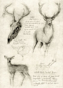 Deer by Mike Koubou