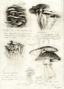 Mushrooms by Mike Koubou