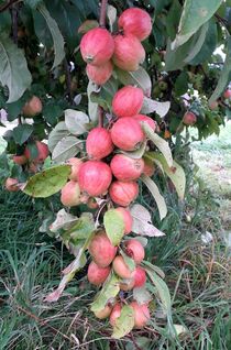 Viele Äpfel am dünnen Ast von assy