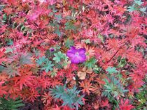 Storchschnabel im November, zierliche Blüte und rötliche Farben by assy