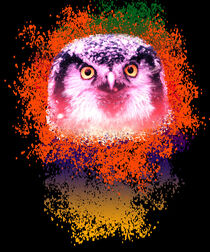 Adlerkopf mit Farbenpracht von Roger Naef