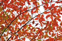 Rote Herbstblätter by Eric Fischer