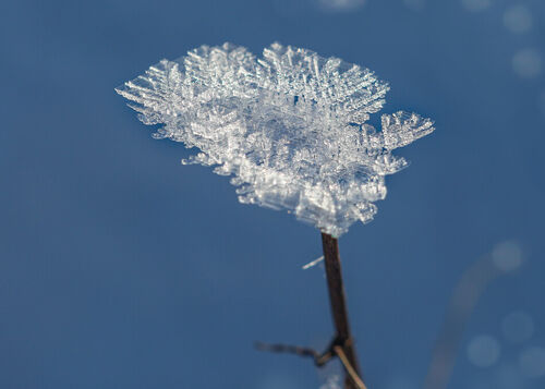 Img-0060-magical-ice-crystal-leave