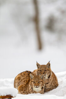 Luchse (Lynx lynx) by Dirk Rüter