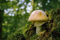 Pilz im Wald von tr-design