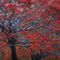 Snow-tree-red-50-end