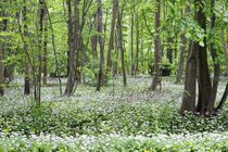 Bärlauch in voller Blüte im Wald. Havelland. von havelmomente