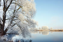 Winter an der Havel bei Böhne im Havelland. Rauhreifwetter. Weide am Ufer. von havelmomente