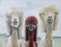 Lama  / Lama friends by Gertrud Uhr