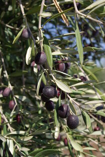 Zweig an einem Olivenbaum mit schwarzen Oliven by Berthold Werner