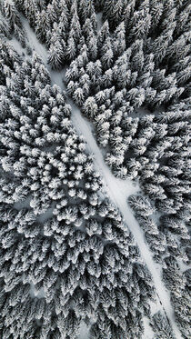 Through the snowy forest von Tomas Gregor