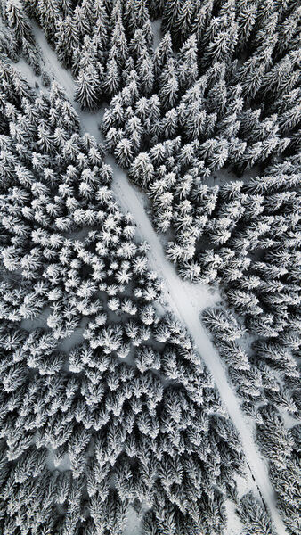 Through-the-snowy-forest