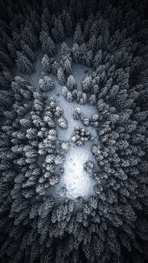 Snowy forest by Tomas Gregor