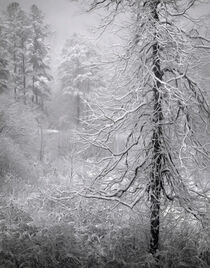 North Carolina Snow by William Schmid