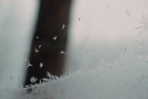 Winter signs von Andrei Grigorev