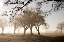 Bäume im Morgennebel von Markus  Stocker