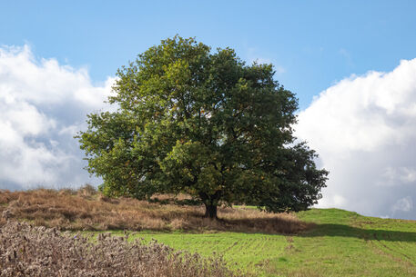 Herbstbaum-2020-p1020515
