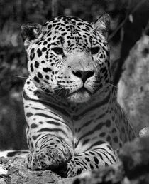 Leopard by smk