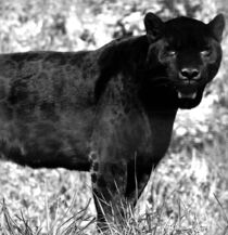 schwarzer Panther von smk