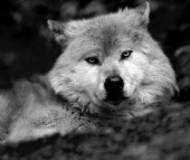Wolf von smk