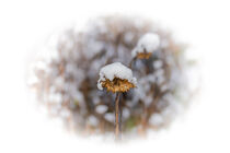 Eishut der Sonneblume by hr1000