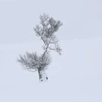 Baum auf dem Schauinsland by Patrick Lohmüller