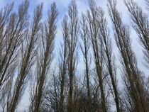 Winter trees von giart