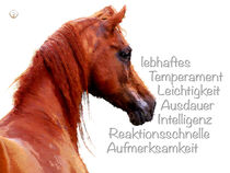 Krafttier Araberpferd rot - Kraftvolle Anmut by Astrid Ryzek