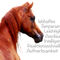 Pferd-araber-rot-werte-wandbild