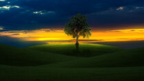 Baum auf einem Feld by ollipic