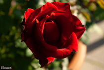 Red Rose in the sun by Laurence Collard