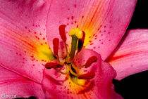 Rose Lily by Laurence Collard
