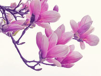 Magnolia by vogtart