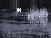 Swan lake in black-white by vogtart