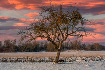 The lonely Tree by Michael Naegele