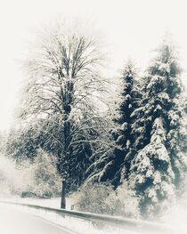 Winter Wunderland  von susanne-seidel