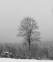 Baum im Winter mit Schnee  von susanne-seidel